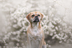 Puggle