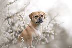 Puggle
