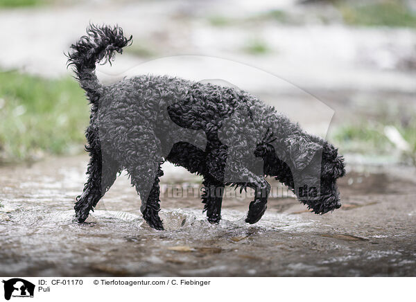 Puli / Puli / CF-01170