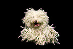 running Puli