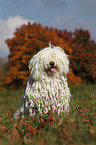 sitting Puli