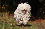 running Puli