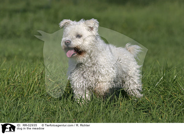 dog in the meadow / RR-02935
