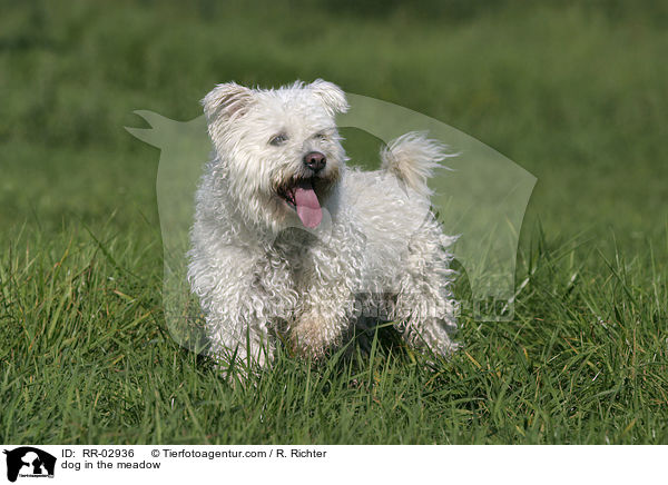 Pumi steht in der Wiese / dog in the meadow / RR-02936