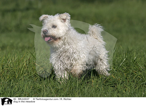 Pumi steht in der Wiese / dog in the meadow / RR-02937