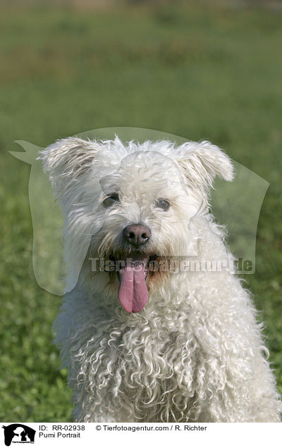 Pumi Portrait / RR-02938