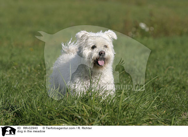 Pumi steht in der Wiese / dog in the meadow / RR-02940