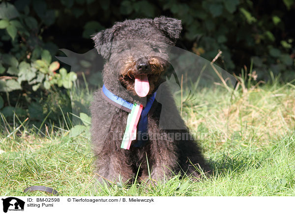 sitzender Pumi / sitting Pumi / BM-02598