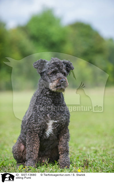 sitting Pumi / SST-13680