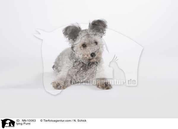 liegender Pumi / lying Pumi / NN-10063