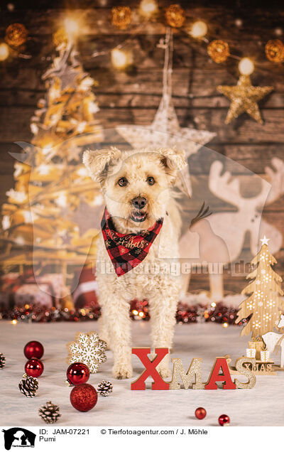 Pumi / Pumi / JAM-07221