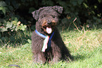 sitting Pumi