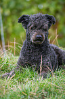 lying Pumi