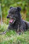 lying Pumi