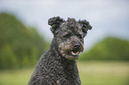 Pumi Portrait