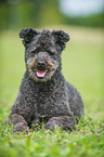 lying Pumi