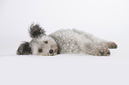 lying Pumi