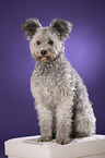 sitting Pumi