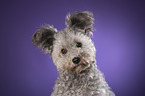 Pumi Portrait