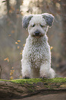 Pumi