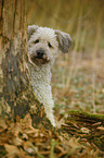 sitting Pumi