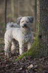 Pumi