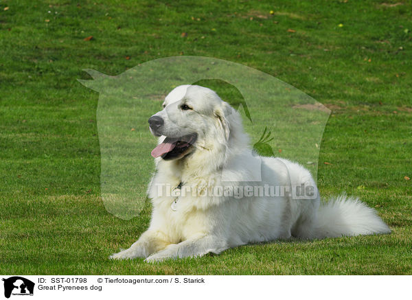 Pyrenenberghund / Great Pyrenees dog / SST-01798