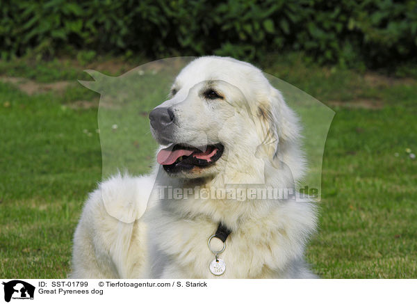 Pyrenenberghund / Great Pyrenees dog / SST-01799
