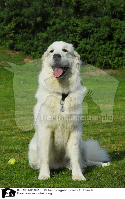 Pyrenenberghund / Pyrenean mountain dog / SST-01801