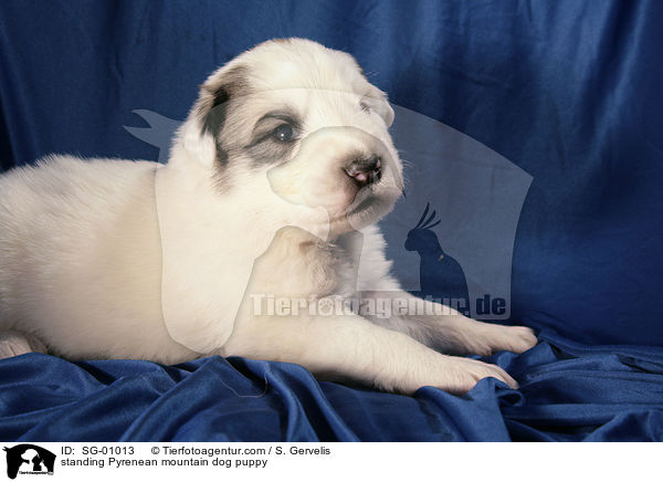 standing Pyrenean mountain dog puppy / SG-01013