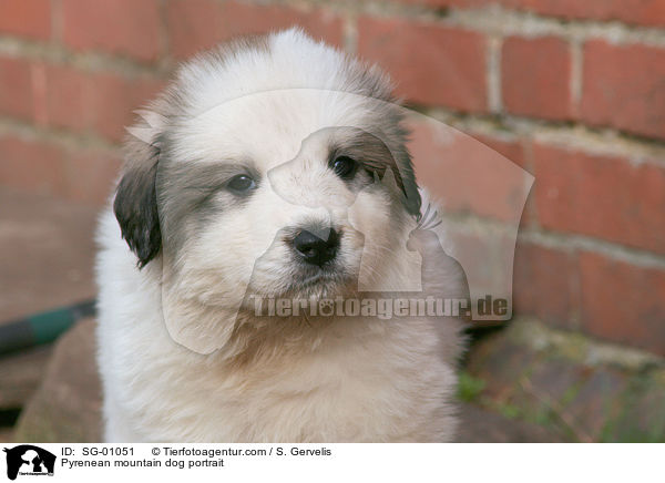 Pyrenenberghund Portrait / Pyrenean mountain dog portrait / SG-01051
