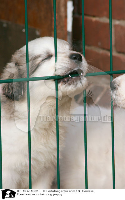 Pyrenenberghund Welpe / Pyrenean mountain dog puppy / SG-01052