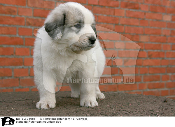 stehender Pyrenenberghund / standing Pyrenean mountain dog / SG-01055