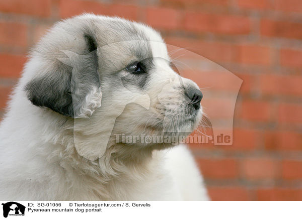 Pyrenenberghund Portrait / Pyrenean mountain dog portrait / SG-01056