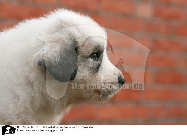 Pyrenenberghund Portrait / Pyrenean mountain dog portrait / SG-01057