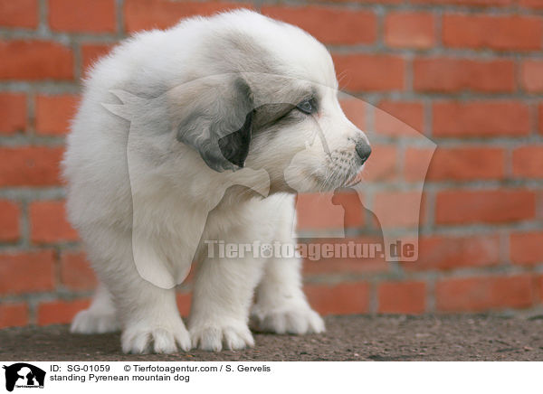 standing Pyrenean mountain dog / SG-01059