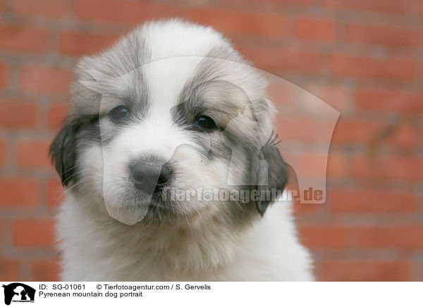 Pyrenenberghund Portrait / Pyrenean mountain dog portrait / SG-01061