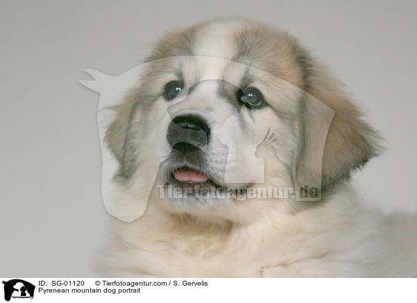 Pyrenenberghund Portrait / Pyrenean mountain dog portrait / SG-01120