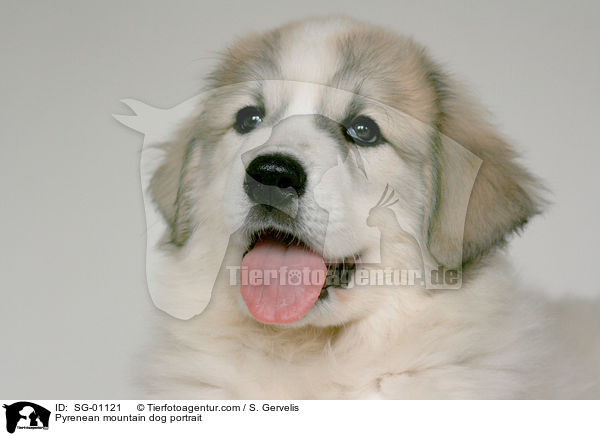 Pyrenenberghund Portrait / Pyrenean mountain dog portrait / SG-01121