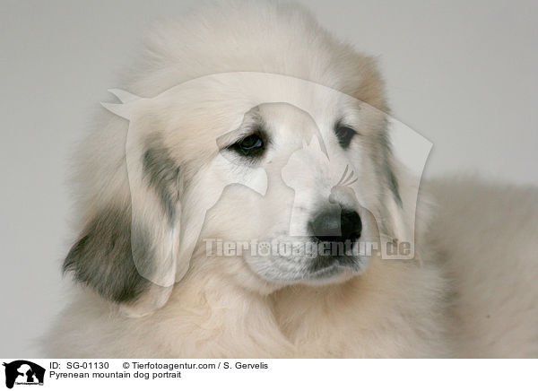 Pyrenenberghund Portrait / Pyrenean mountain dog portrait / SG-01130