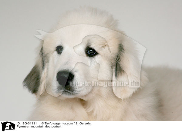 Pyrenenberghund Portrait / Pyrenean mountain dog portrait / SG-01131