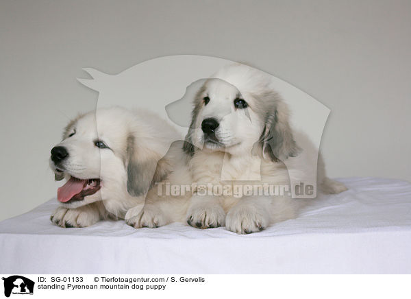 Pyrenenberghund Welpe / standing Pyrenean mountain dog puppy / SG-01133
