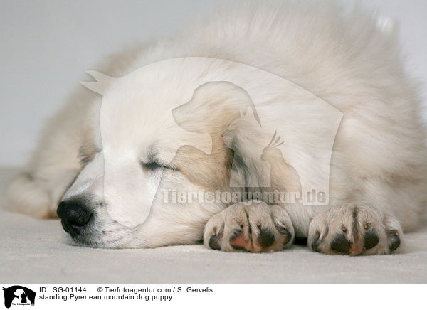 Pyrenenberghund Welpe / standing Pyrenean mountain dog puppy / SG-01144