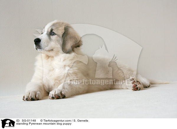 Pyrenenberghund Welpe / standing Pyrenean mountain dog puppy / SG-01148