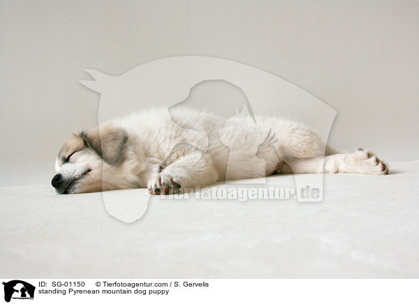 Pyrenenberghund Welpe / standing Pyrenean mountain dog puppy / SG-01150