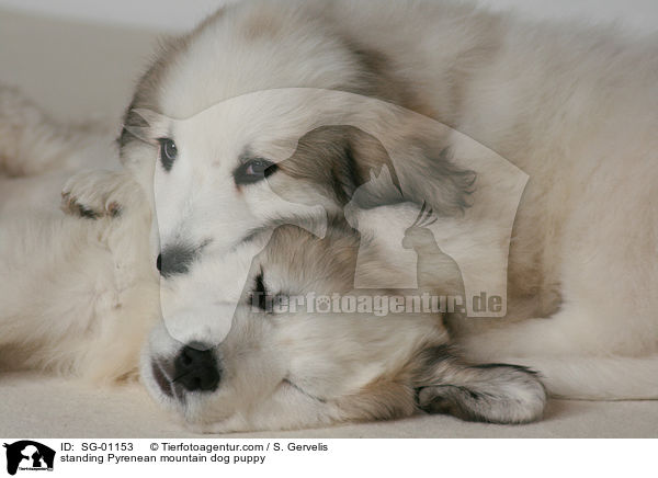 Pyrenenberghund Welpe / standing Pyrenean mountain dog puppy / SG-01153