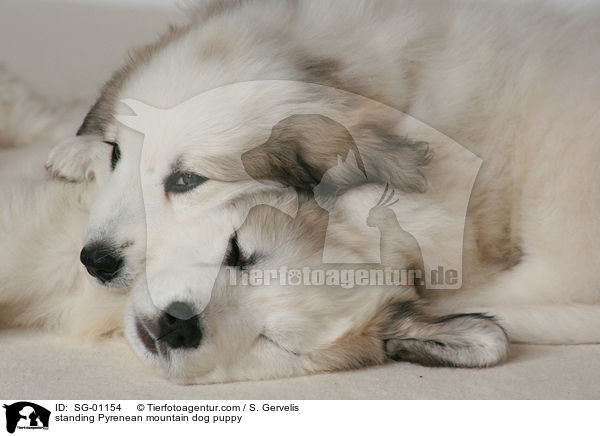 Pyrenenberghund Welpe / standing Pyrenean mountain dog puppy / SG-01154