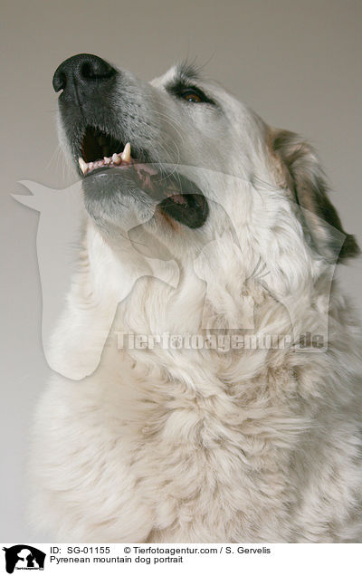 Pyrenenberghund Portrait / Pyrenean mountain dog portrait / SG-01155