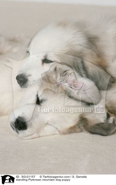standing Pyrenean mountain dog puppy / SG-01157
