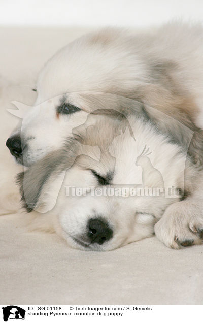 standing Pyrenean mountain dog puppy / SG-01158
